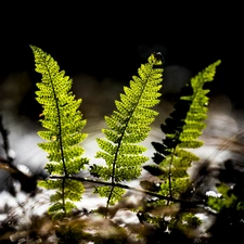 flash, ligh, Black, sun, Fern, luminosity, background