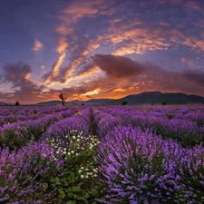 sun, clouds, Field, west, lavender