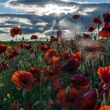 sun, clouds, papavers, rays, Red