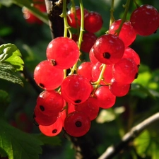 sun, Red, currants