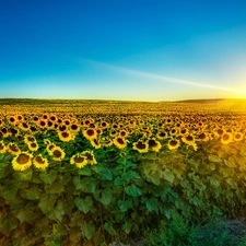 Field, west, sun, sunflowers
