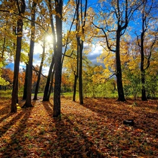 forest, rays, sun, Leaf