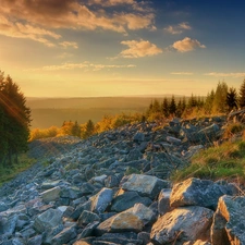 forest, rays, sun, Stones