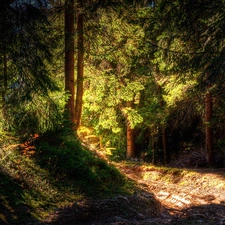 forest, rays, sun, Way