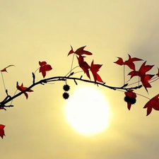 sun, twig, leaves