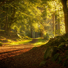 Way, forest, Przebijające, Stones, sun, Scotland, luminosity, viewes, trees, flash, ligh