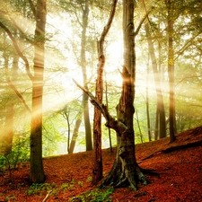 ligh, autumn, flash, Przebijające, forest, sun, luminosity