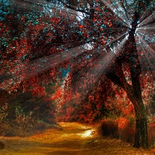 ligh, autumn, flash, Przebijające, forest, sun, luminosity