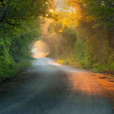 ligh, forest, flash, Przebijaj?ce, Way, sun, luminosity