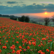 Meadow, west, sun, papavers