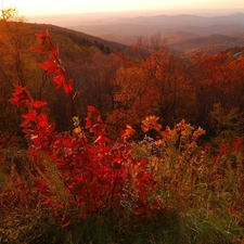 Mountains, Bush, sun, woods