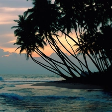 Ocean, west, sun, Palms