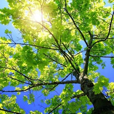 green ones, Przebijające, sun, trees