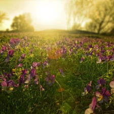 sun, Meadow, pansies