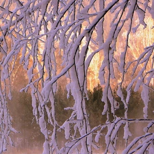 ligh, branch pics, flash, Przebijające, Snowy, sun, luminosity