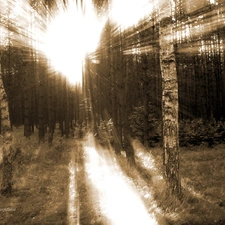 sun, forest, rays