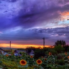 sun, Nice sunflowers, Houses, west, clouds