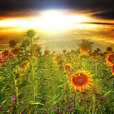 Nice sunflowers, west, sun