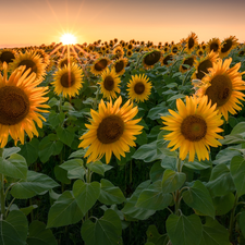 rays of the Sun, Field, Nice sunflowers