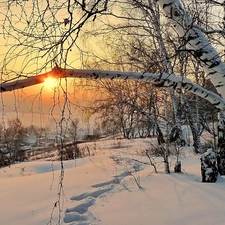 west, snow, birch-tree, traces, winter, sun, Houses