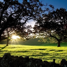 trees, grass, sun, viewes