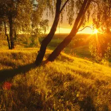 birch, Hill, trees, viewes, rays of the Sun