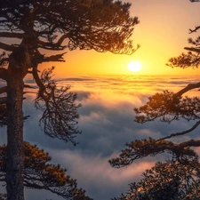 Fog, sun, viewes, pine, trees