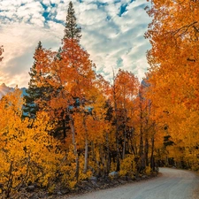 trees, autumn, birch, sun, viewes, Way