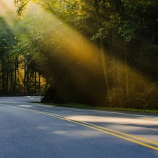 Way, rays, sun, forest