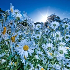 White, rays, sun, Flowers