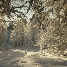 sun, winter, Path, rays, forest