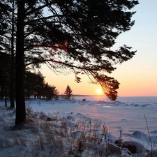 viewes, field, sun, winter, west, trees