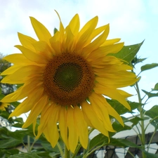 Sunflower