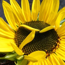 Sunflower