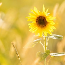 blur, Colourfull Flowers, Sunflower