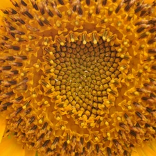 Centre, sunflower