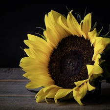 boarding, Colourfull Flowers, Sunflower