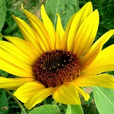 Colourfull Flowers, Sunflower decorative