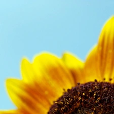 rapprochement, Colourfull Flowers, sunflower