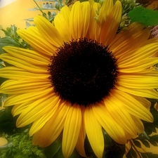 Sunflower decorative