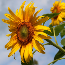 developed, Leaf, rapprochement, Sunflower