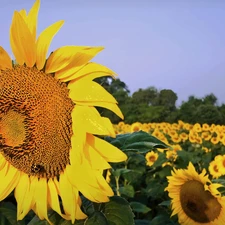 Field, Sunflower