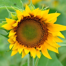 flower, Sunflower