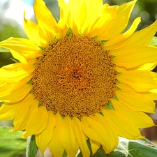 gold, Sunflower