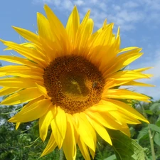 handsome, Sunflower