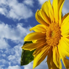 Sunflower, blue, Sky