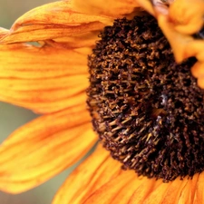 withered, Sunflower