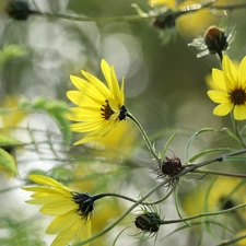 Helianthus, rapprochement, Flowers, Sunflower decorative, Yellow
