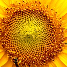 Yellow, Sunflower