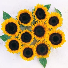 bouquet, sunflowers